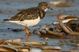 Attēlu rezultāti vaicājumam “Arenaria interpres adult”