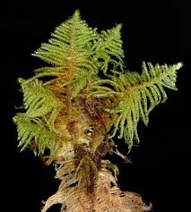 Attēlu rezultāti vaicājumam “Ptilium crista-castrensis”