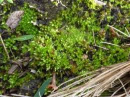 Attēlu rezultāti vaicājumam “Bryum funkii”