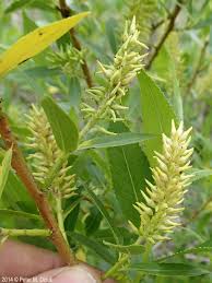 Attēlu rezultāti vaicājumam “Salix pentandra fruit”
