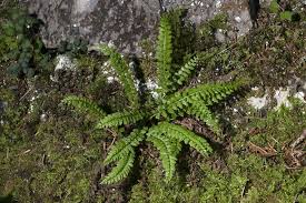 Attēlu rezultāti vaicājumam “Asplenium viride”