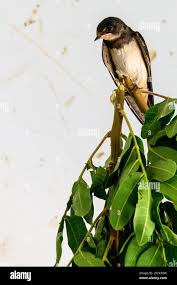 Attēlu rezultāti vaicājumam “Hirundo rustica juvenile”