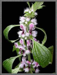 Attēlu rezultāti vaicājumam “Leonurus cardiaca flower”