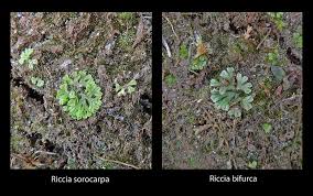 Attēlu rezultāti vaicājumam “Riccia sorocarpa”
