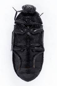 Attēlu rezultāti vaicājumam “Megatoma undata”