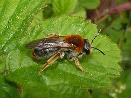 Attēlu rezultāti vaicājumam “Andrena haemorrhoa”