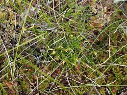 Attēlu rezultāti vaicājumam “Carex pauciflora”