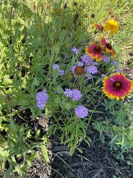 Image result for Gaillardia amblyodon