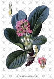 Attēlu rezultāti vaicājumam “Saxifraga tridactylites fruit”