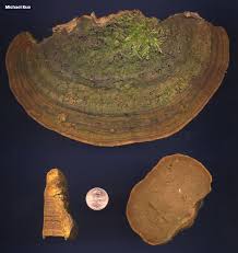 Attēlu rezultāti vaicājumam “Phellinus”