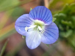 Attēlu rezultāti vaicājumam “Veronica persica fruit”