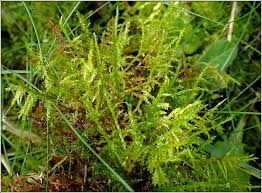 Attēlu rezultāti vaicājumam “Calliergonella cuspidata”