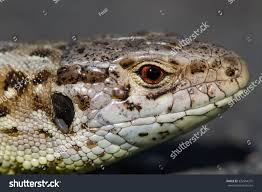 Attēlu rezultāti vaicājumam “Lacerta agilis female”