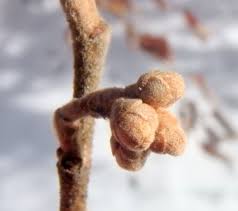 Attēlu rezultāti vaicājumam “Hamamelis japonica bud”