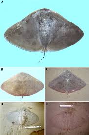 Image result for Gymnura natalensis