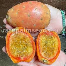 Attēlu rezultāti vaicājumam “Carex ornithopoda fruit”