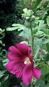 Image result for Alcea (althaea) rosea