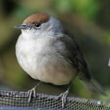 Attēlu rezultāti vaicājumam “Sylvia atricapilla”