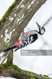 Attēlu rezultāti vaicājumam “Dendrocopos leucotos”