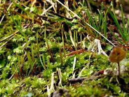 Attēlu rezultāti vaicājumam “Preissia quadrata”