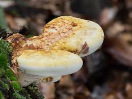 Attēlu rezultāti vaicājumam “Buglossoporus quercinus”