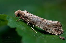 Attēlu rezultāti vaicājumam “Morophaga choragella”