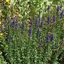 Attēlu rezultāti vaicājumam “Hyssopus officinalis”