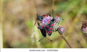 Attēlu rezultāti vaicājumam “Zygaena cocoon”