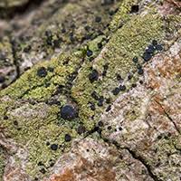 Attēlu rezultāti vaicājumam “Bacidia subincompta”