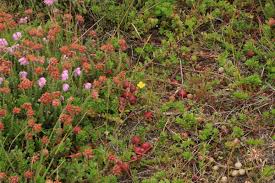 Attēlu rezultāti vaicājumam “Oxycoccus”