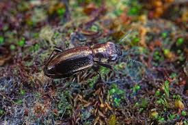 Attēlu rezultāti vaicājumam “Notiophilus biguttatus”