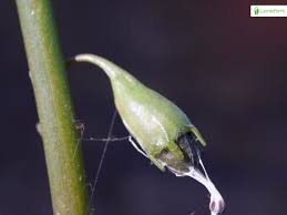 Attēlu rezultāti vaicājumam “Lobelia dortmanna bud”