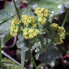 Image result for Alchemilla vulgaris