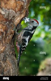 Attēlu rezultāti vaicājumam “Dendrocopos medius nest”