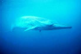 Image result for Balaenoptera borealis