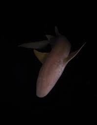 Image result for Ginglymostoma unami