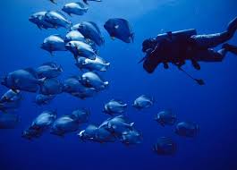 Image result for Scuba Fun
