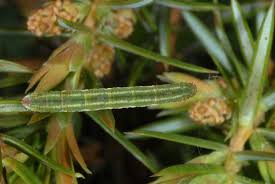 Attēlu rezultāti vaicājumam “Eupithecia pusillata”