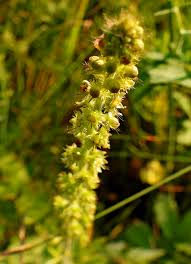 Attēlu rezultāti vaicājumam “xComagaria rosea”