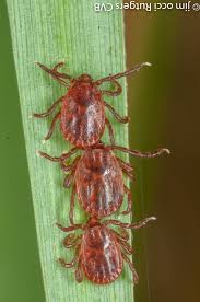 Attēlu rezultāti vaicājumam “Trichia longipalpis sessile”