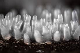 Attēlu rezultāti vaicājumam “Physarum oblatum macro”