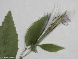 Attēlu rezultāti vaicājumam “Epilobium montanum leaf”