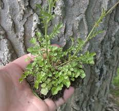 Attēlu rezultāti vaicājumam “Cardamine pratensis”