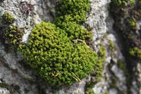 Attēlu rezultāti vaicājumam “Pseudotaxiphyllum elegans macro”