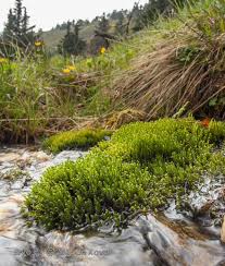 Attēlu rezultāti vaicājumam “Palustriella falcata”