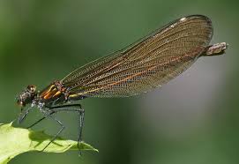 Attēlu rezultāti vaicājumam “Calopteryx virgo female”