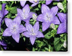 Image result for Campanula isophylla