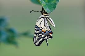 Attēlu rezultāti vaicājumam “Papilio machaon upperside”