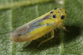 Attēlu rezultāti vaicājumam “Macrosteles sp. imago”