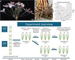 Attēlu rezultāti vaicājumam “Butomaceae”